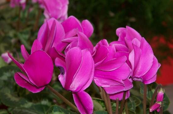 仙客來什么時候開花，仙客來一年開幾次花/冬季開花