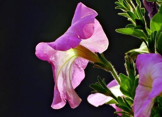 牽牛花的功效與作用，牽?；ㄆ叽蠊πc作用