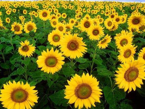 向日葵象征著什么意思，講述四種象征意義/寓意美好