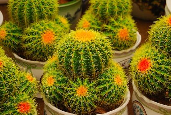 仙人球花語(yǔ)象征與寓意，堅(jiān)強(qiáng)、溫暖、柔弱、孤獨(dú)