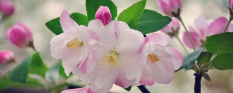 適合室內(nèi)養(yǎng)的香花