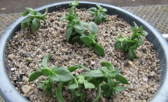 牡丹吊蘭怎么扦插，牡丹吊蘭扦插繁殖方法