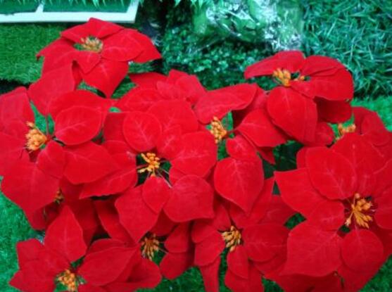 一品紅葉子發(fā)黃脫落怎么辦，輕松掌握六招就可解決