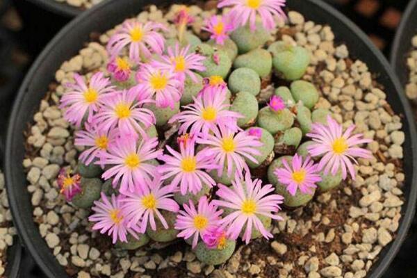 如何種生石花，4步即可完成生石花的種植