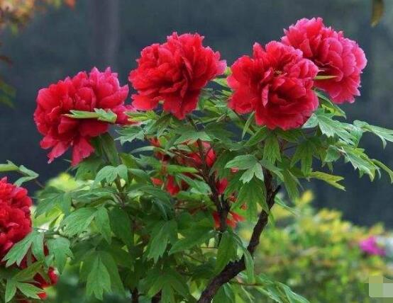 牡丹花什么時(shí)候開(kāi)，牡丹花在每年5月開(kāi)花(一年開(kāi)一次)