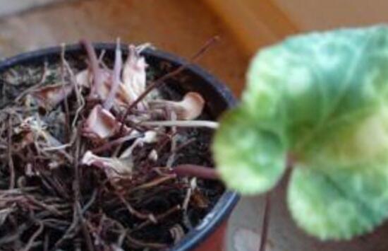 仙客來休眠期用澆水嗎，仙客來休眠期圖片