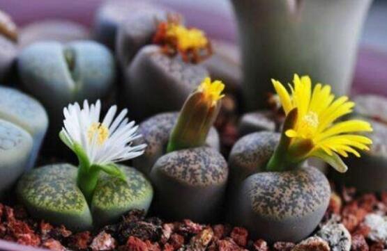 生石花怎么養(yǎng)護(hù)，做好五點(diǎn)生長(zhǎng)美觀茂盛