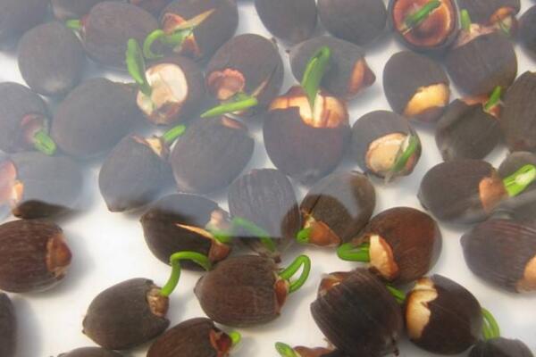 荷花種子怎么種，5步即可完成荷花的種植