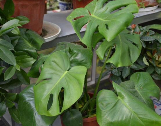 龜背竹用深盆還是淺盆，透氣性強(qiáng)深盆為主(陶盆/紫砂盆/泥瓦盆)