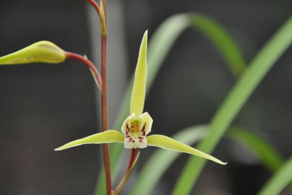 蘭花的品種有哪些，中國(guó)5大蘭花品種