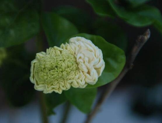 虎頭茉莉怎么施肥，4個小技巧解決施肥疑難問題