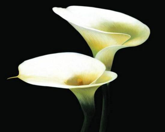 馬蹄蓮花語是什么，馬蹄蓮的寓意歌頌友情之美