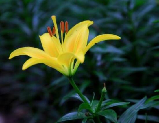 香水百合的寓意是什么，夫妻恩愛、百年好合(美好)