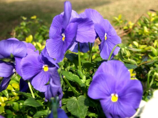 天竺葵的花語(yǔ)，象征著偶然的相遇、幸福就在你身邊