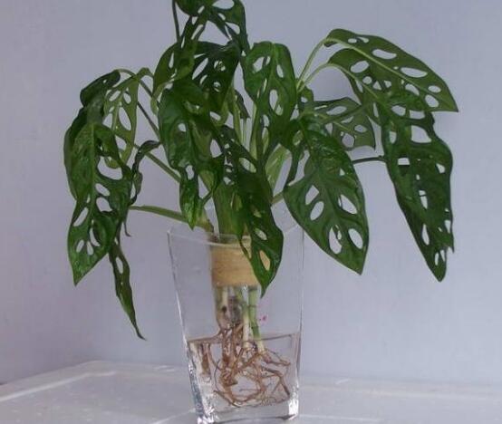 龜背竹可以水培嗎，龜背竹水培方法