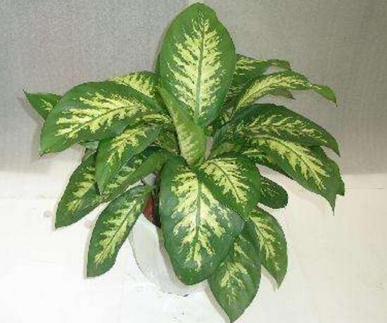 廣東萬年青怎么養(yǎng)，廣東萬年青的養(yǎng)殖方法和注意事項