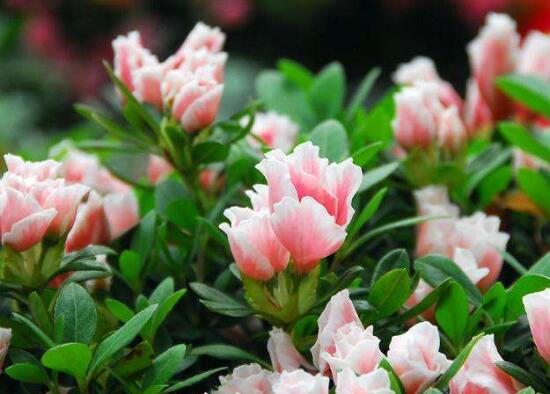 杜鵑花有哪些常見品種，杜鵑花品種圖片大全