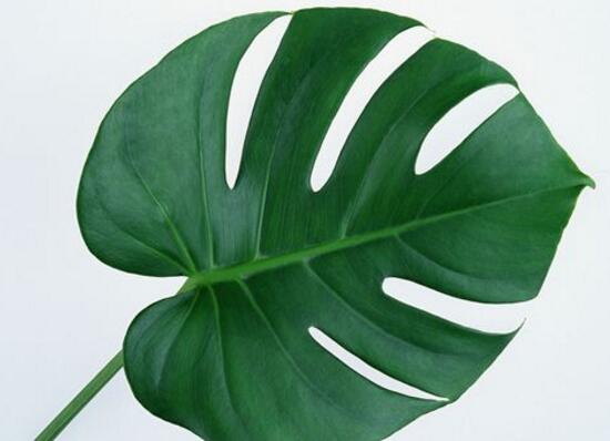 龜背竹怎么養(yǎng)，龜背竹養(yǎng)殖方法