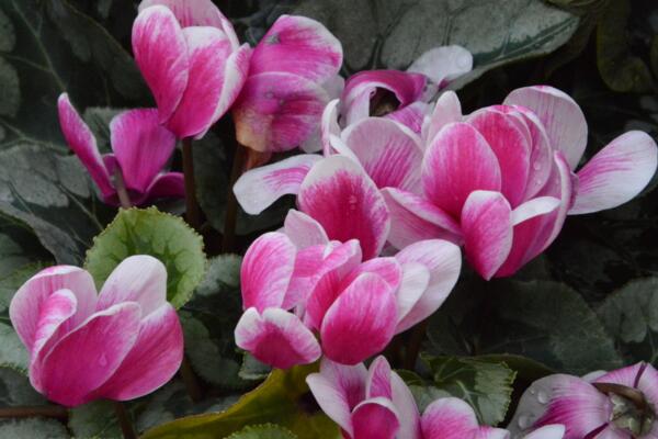 仙客來休眠期怎樣養(yǎng)殖，不同時(shí)期養(yǎng)殖的方法也不同