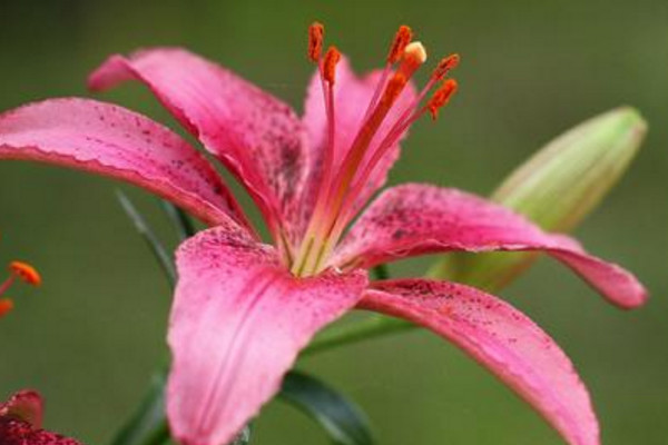 百合養(yǎng)殖方法和注意事項(xiàng)，保證土壤呈微酸性半月施肥一次