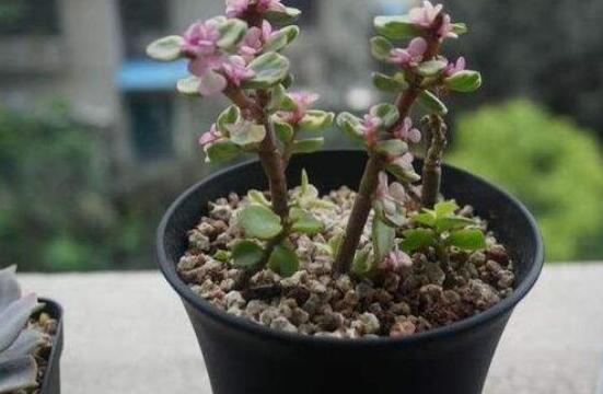 雅樂之舞怎么養(yǎng)能開花，只需要五個步驟花開爆盆