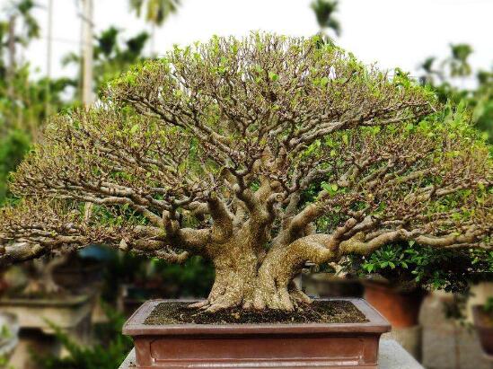 榕樹可以水培嗎，榕樹水培方法