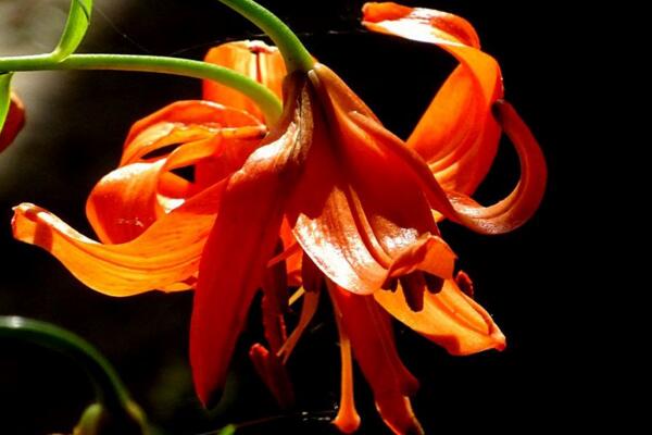 百合的品種介紹，香水百合是百合中的女王