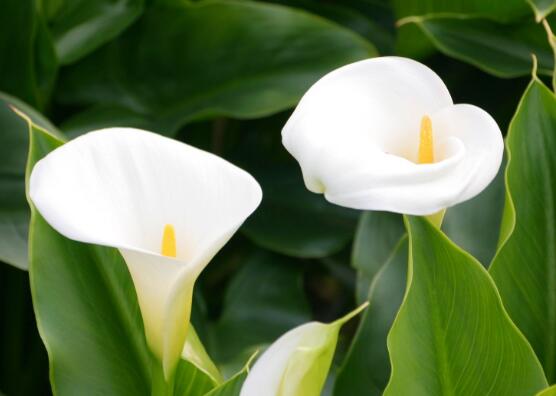 海芋和馬蹄蓮的區(qū)別，教你三種區(qū)別方法(形態(tài)/花序/價(jià)值)