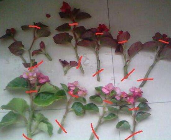 海棠花怎么修剪，海棠花的修剪圖解