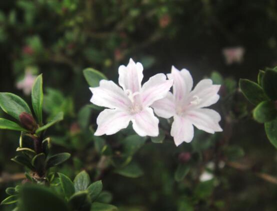 六月雪哪個(gè)品種最貴，屬金邊六月雪當(dāng)之無愧