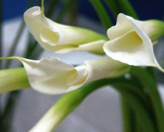 送馬蹄蓮花代表什么，不同顏色不同寓意(最深的祝福)