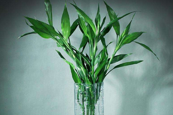 水養(yǎng)富貴竹加白醋行嗎，只能加1~3滴不含鹽分的白醋