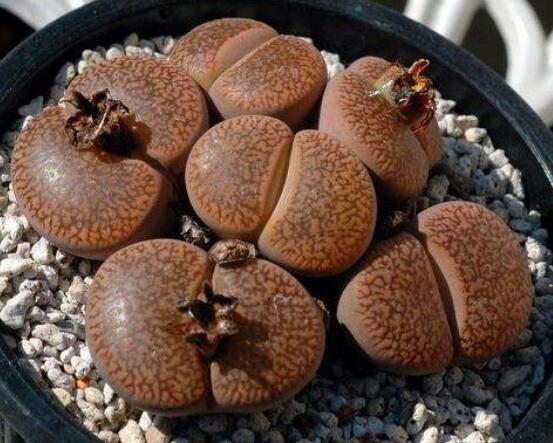 生石花夏天發(fā)皺，保持散射光環(huán)境/盆土疏松透氣