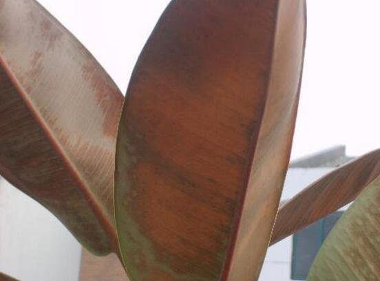 橡皮樹葉子發(fā)黃怎么辦，八個(gè)辦法變得郁郁蔥蔥