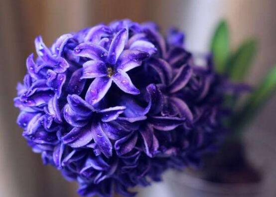 風(fēng)信子的功效及作用，緩解疲勞、提煉精油