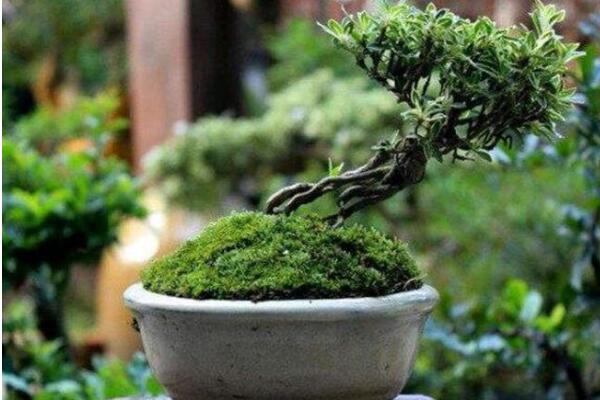 六月雪用什么盆好，青釉最好、紫砂備選