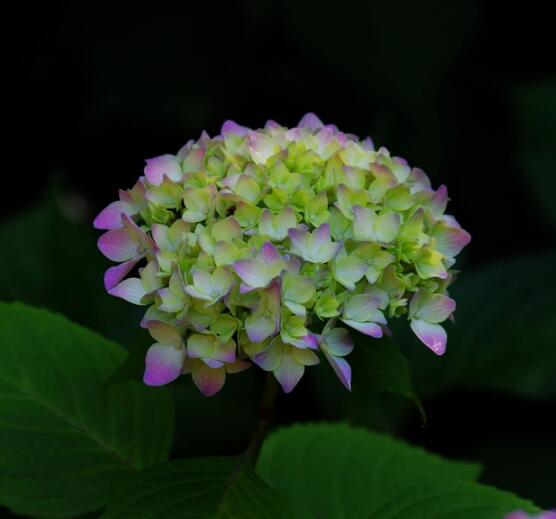 繡球花可以放在臥室嗎，不能/誤食導(dǎo)致嘔吐不止、呼吸減弱