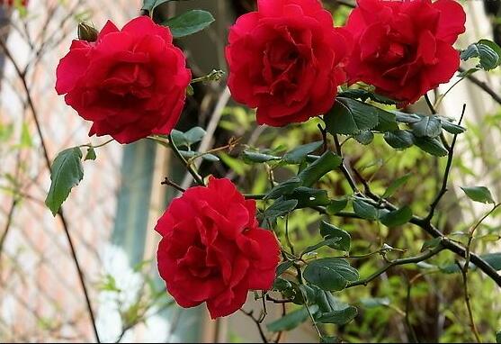 玫瑰花有毒嗎，玫瑰花可以在室內(nèi)養(yǎng)嗎