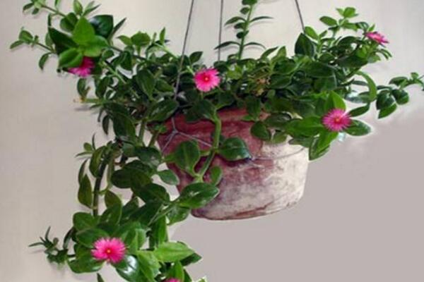 臥室放綠蘿對(duì)小孩好嗎，晚上會(huì)釋放二氧化碳（不建議放）