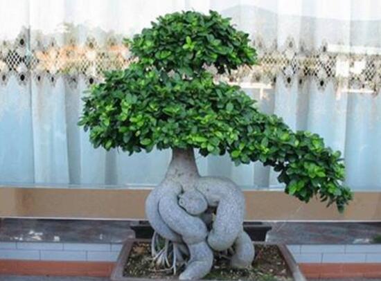 榕樹盆景冬天怎么養(yǎng)，盆景榕樹冬季注意事項(xiàng)