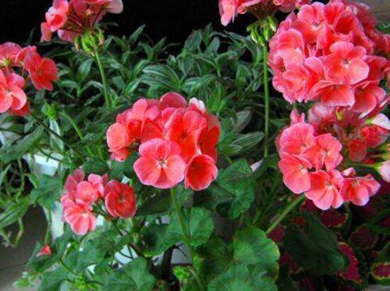 天竺葵移盆后要澆水嗎，不干不澆、澆則必透