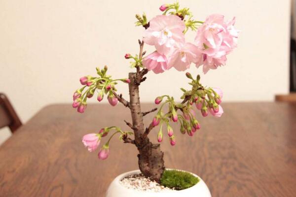 櫻花盆栽養(yǎng)殖方法，分享櫻花盆景養(yǎng)殖5大要點(diǎn)