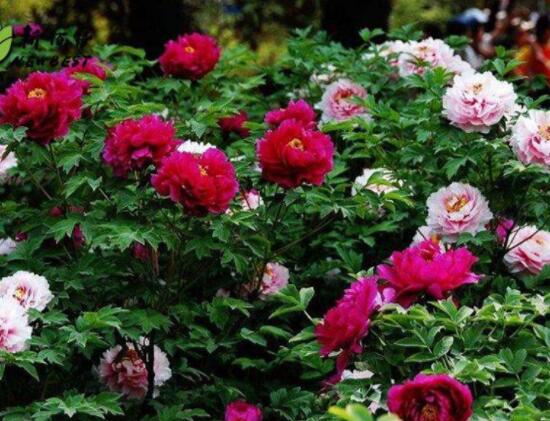 牡丹花種植方法，老農(nóng)歸納最全面的種植技巧(種植前后)