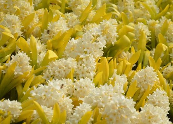 風(fēng)信子花語是什么，代表著只要點燃生命之火，便可同享豐盛人生