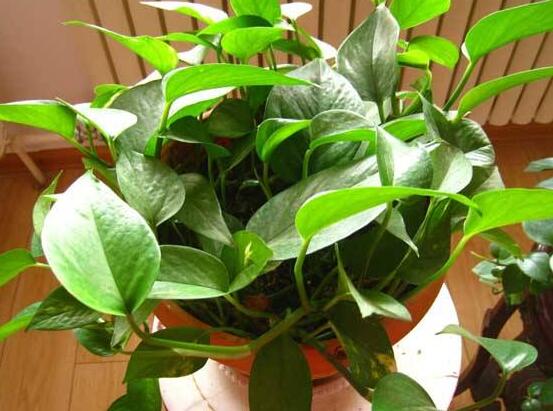 綠蘿能除甲醛嗎，能/凈化空氣、利于身心健康