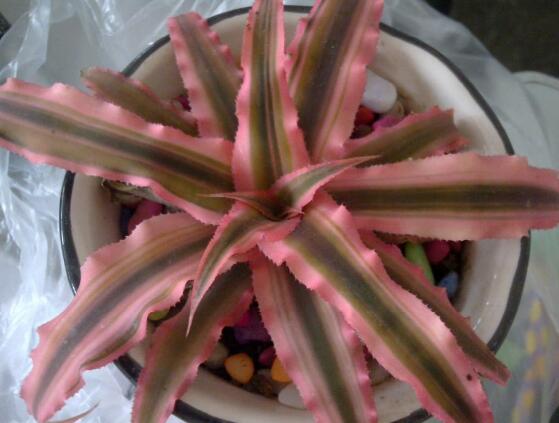 鴻運(yùn)當(dāng)頭的品種，鴻運(yùn)當(dāng)頭最出名的七個(gè)品種