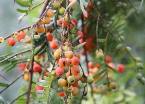紅豆杉的藥用價值，盤點紅豆杉六大藥用價值