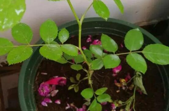 薔薇花的扦插方法，薔薇花扦插五個(gè)簡(jiǎn)單步驟