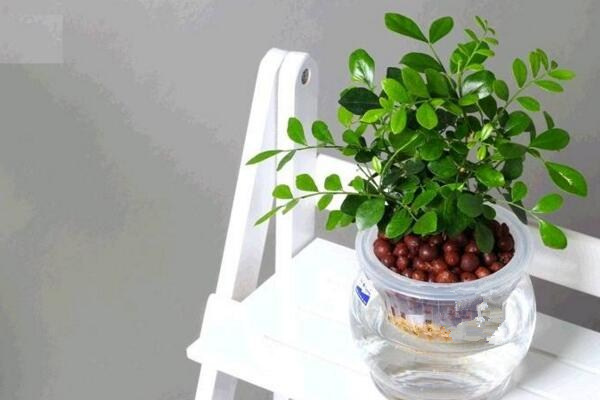 水培九里香的養(yǎng)殖方法，九里香水培養(yǎng)殖5大要點