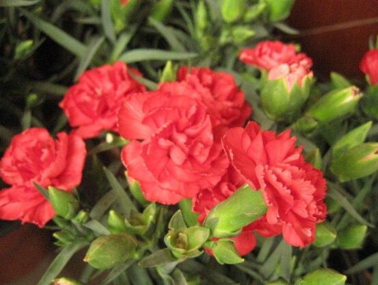 紅色康乃馨代表什么，是對母親的愛、感激和祝福